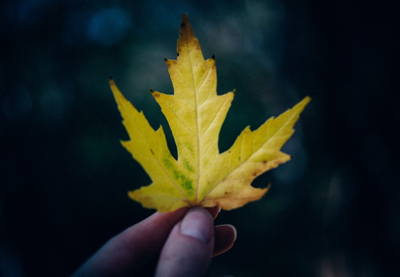 秋天紅色的楓葉圖片