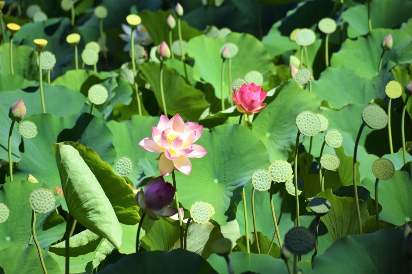 香远益清的荷花图片