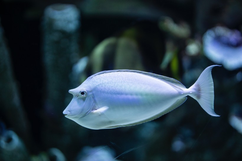 海里的熱帶魚圖片