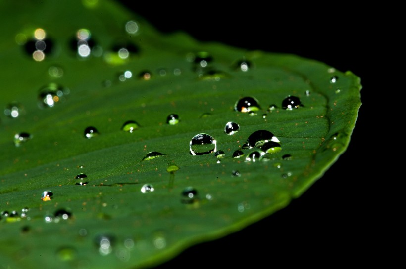 绿叶上的水珠图片