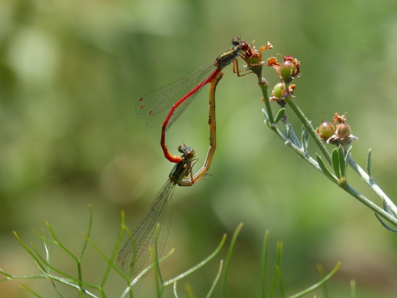 無脊椎動物蜻蜓圖片