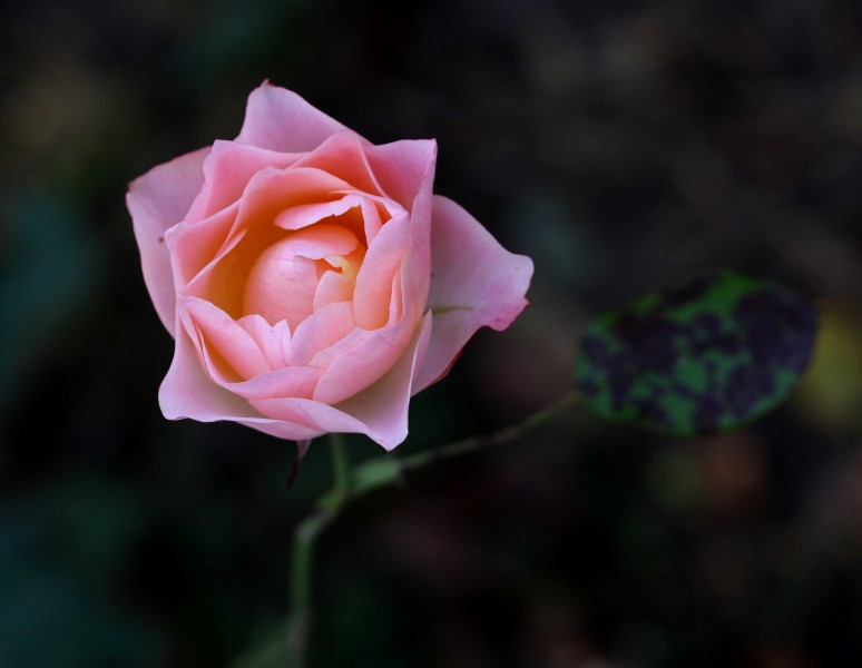 淡雅的粉色玫瑰花图片