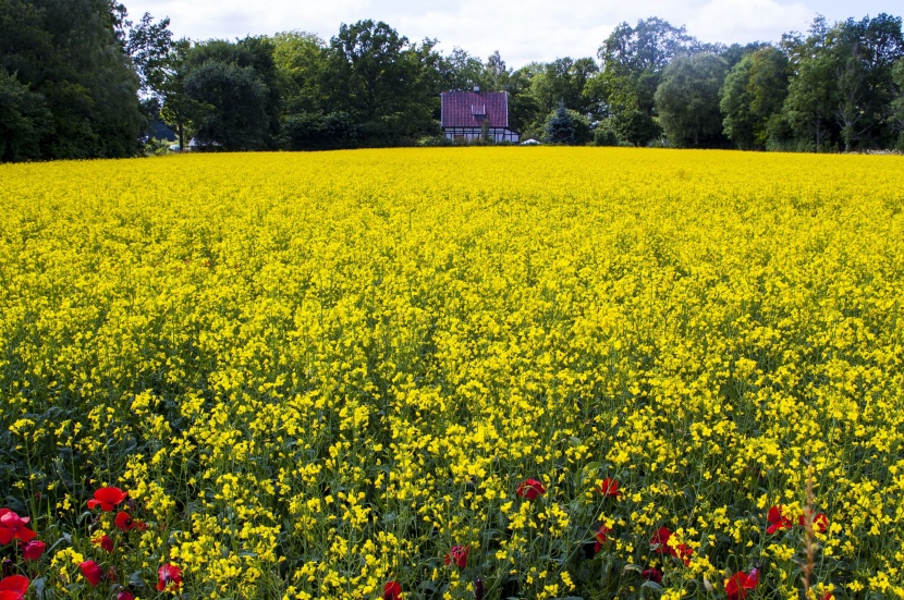 鮮艷明媚的油菜花海圖片