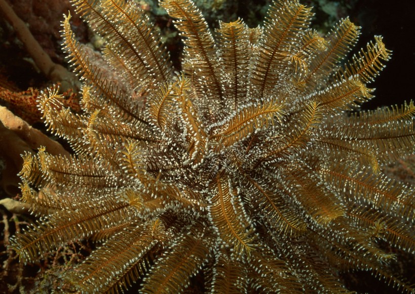 奇幻的海底生物图片