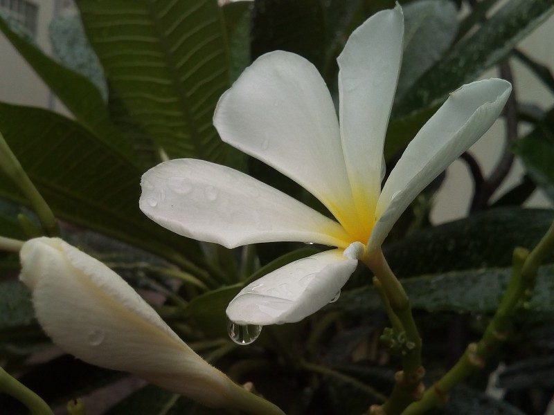 各种颜色的鸡蛋花图片