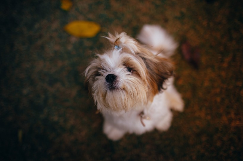 可爱的西施犬图片