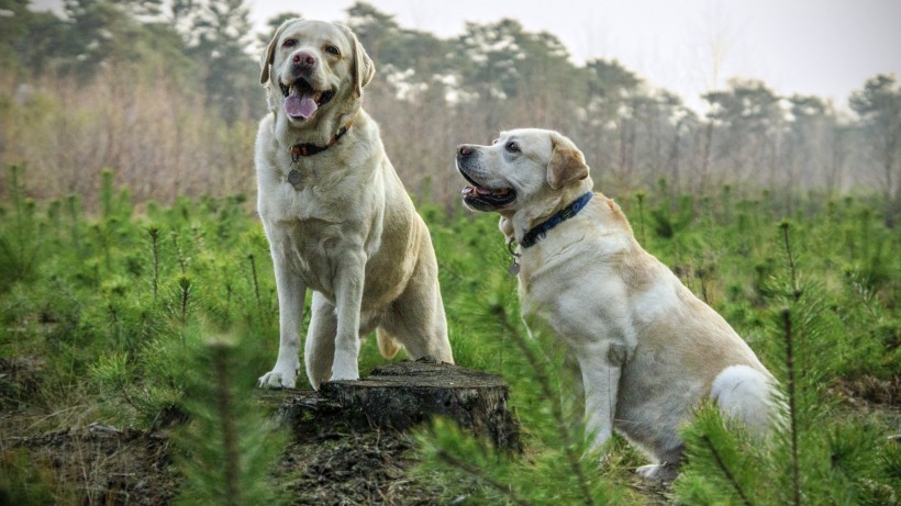 活潑忠誠的拉布拉多獵犬圖片