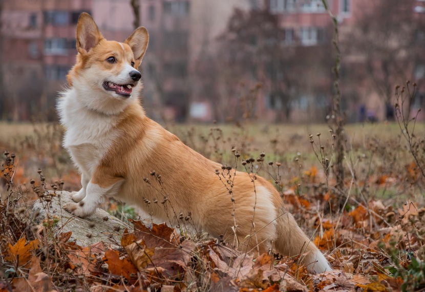 灵活聪明的威尔士柯基犬图片