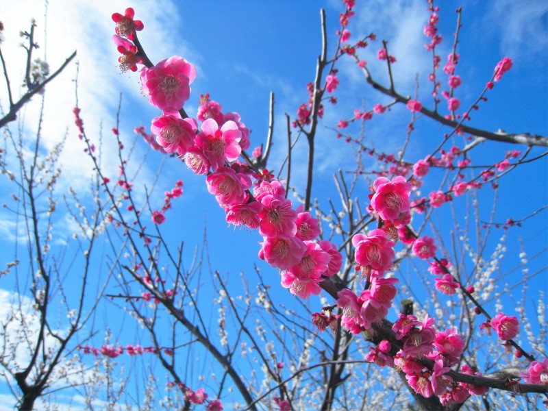 枝頭盛開(kāi)的桃花圖片