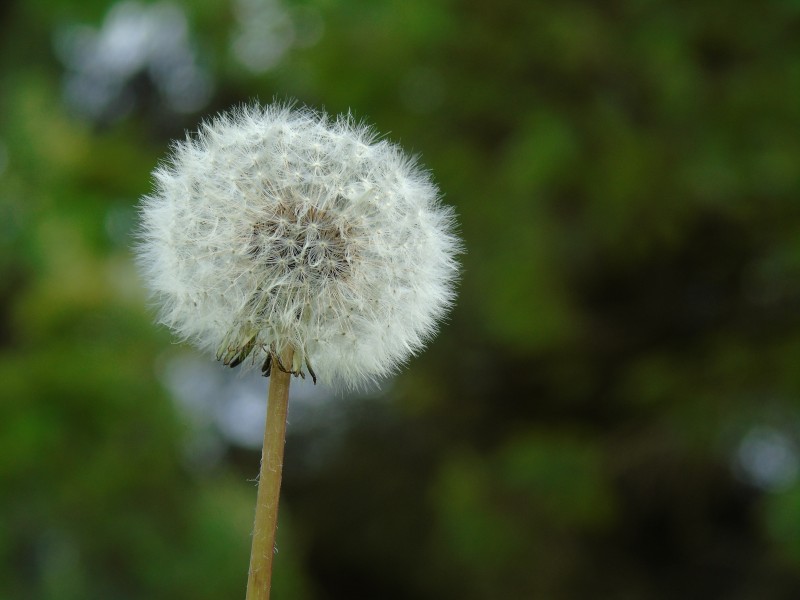 白色轻盈的蒲公英毛毛图片