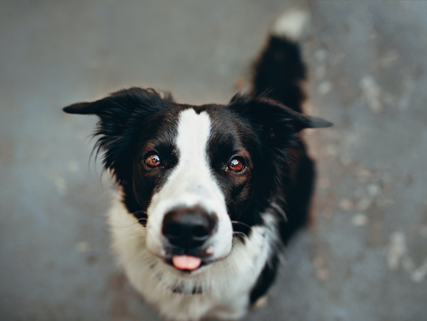 聰明敏銳的邊境牧羊犬圖片