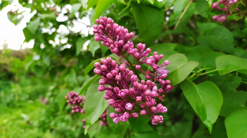 芳香宜人的丁香花图片