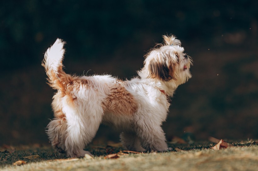 可爱的西施犬图片