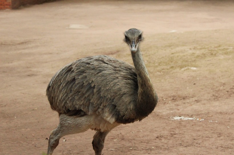 野生鴕鳥高清圖片