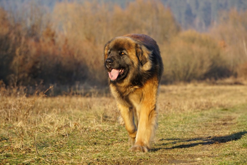 體型高大的蘭波格犬圖片