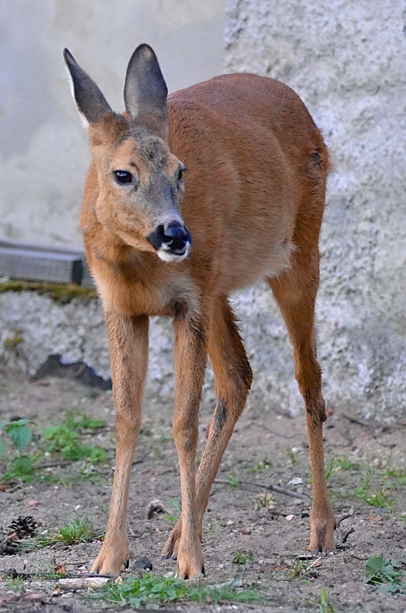 動(dòng)物園里的鹿圖片