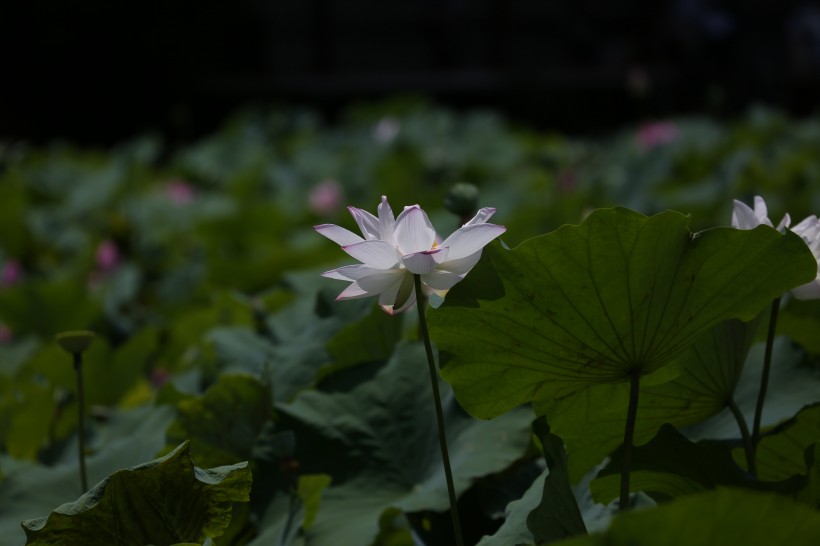 優(yōu)雅端莊的荷花圖片