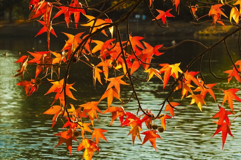 秋季嫣红的枫叶图片