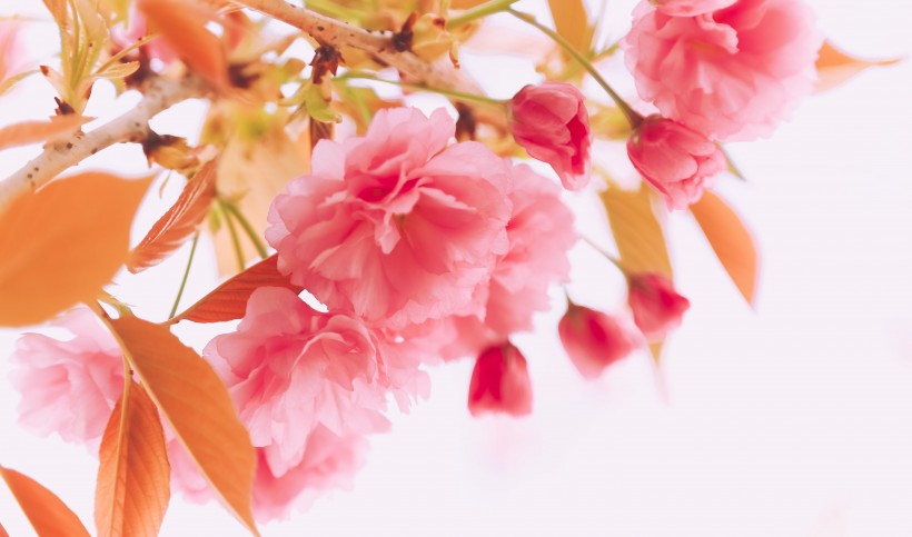 春天粉色的樱花图片