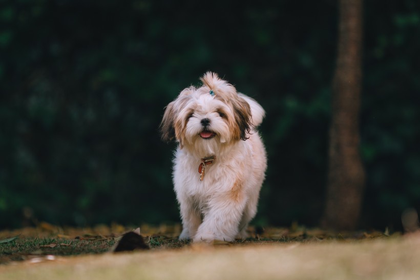 可爱的西施犬图片