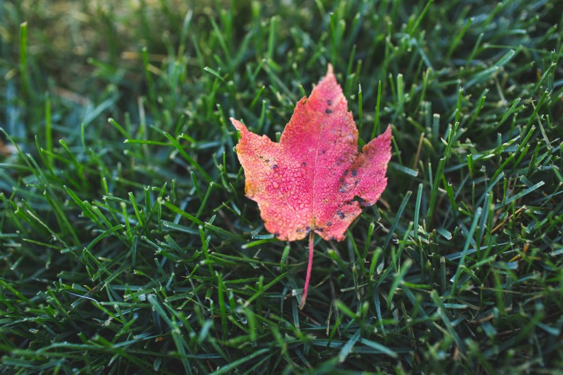 秋天紅色的楓葉圖片