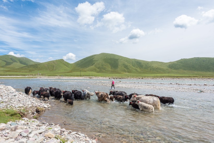 青海夏季草原自然风景图片