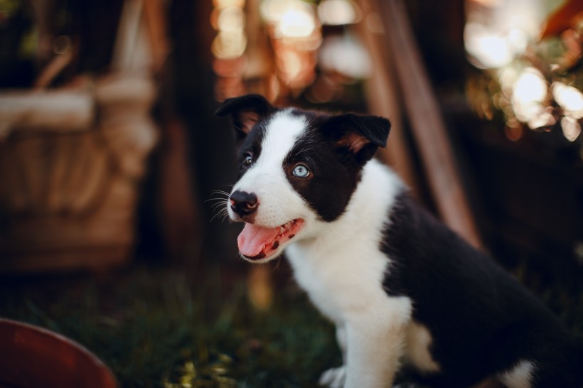 邊境牧羊犬幼崽圖片