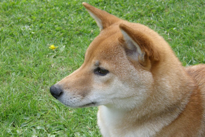 憨厚的秋田犬头部图片