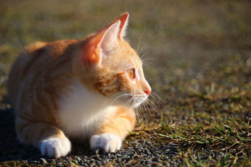 呆萌可爱的虎斑猫图片