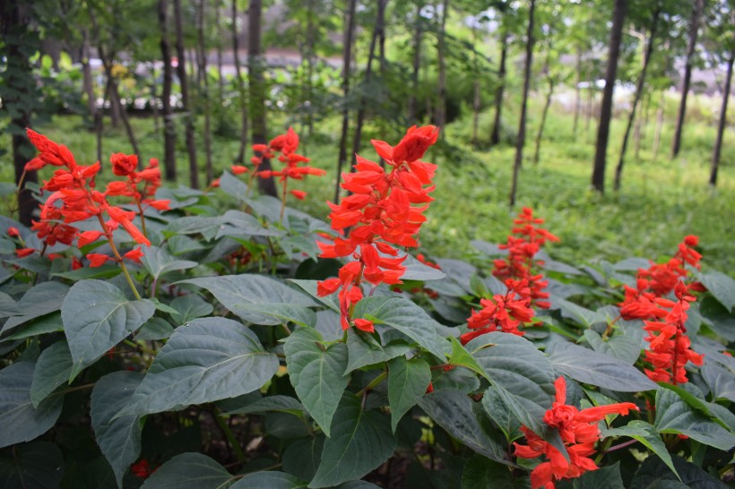 盛開的一串紅圖片