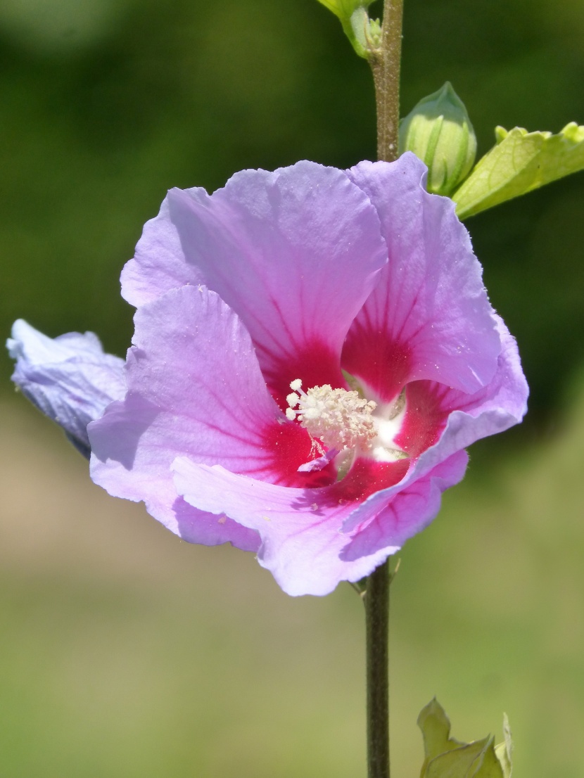 各种颜色的芙蓉花图片