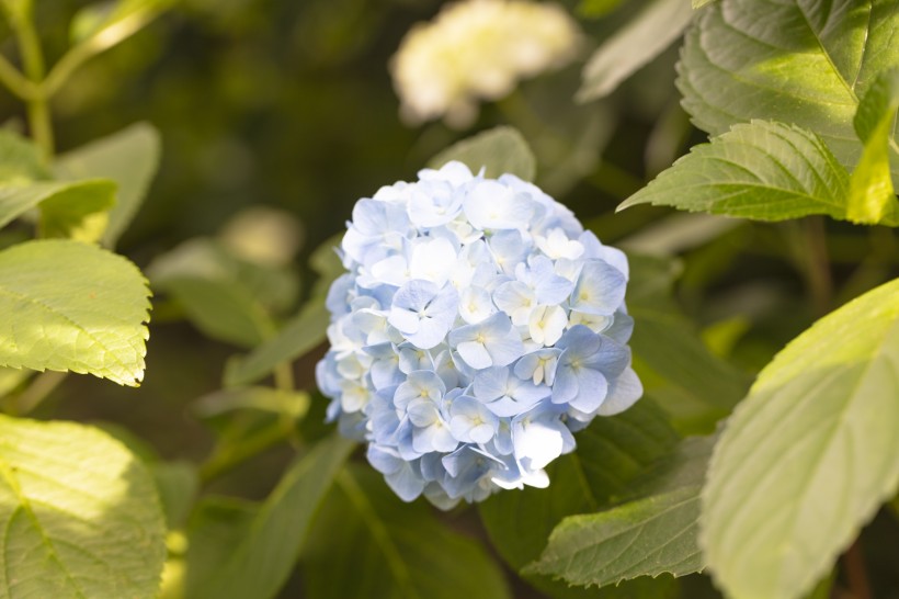 花团锦簇的绣球鲜花图片