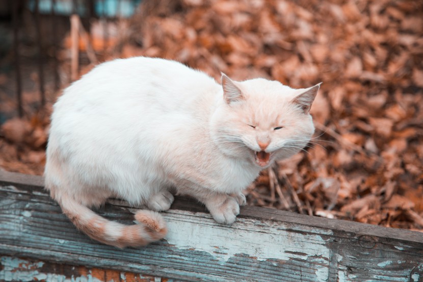 生氣發(fā)怒的貓咪圖片