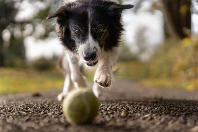 聰明敏銳的邊境牧羊犬圖片