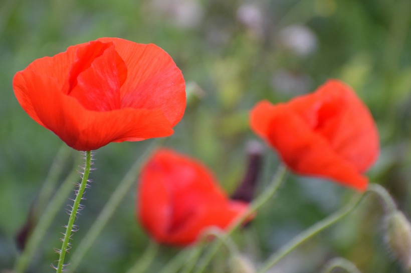 鲜红的罂粟花图片