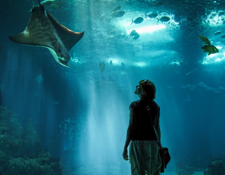 游覽水族館的人圖片