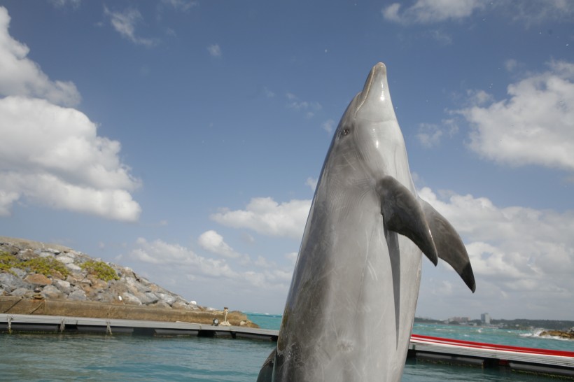 水族館里的海豚表演圖片