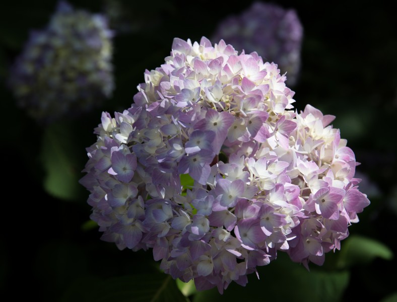 花團(tuán)錦簇的淡紫色八仙花圖片