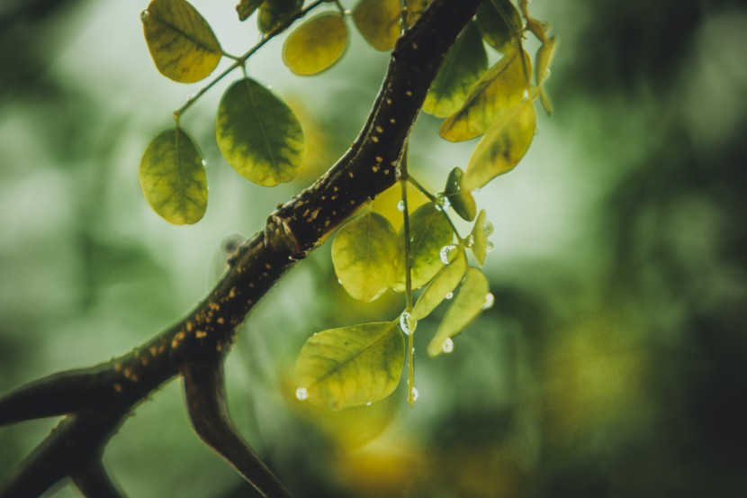 雨中的植物图片