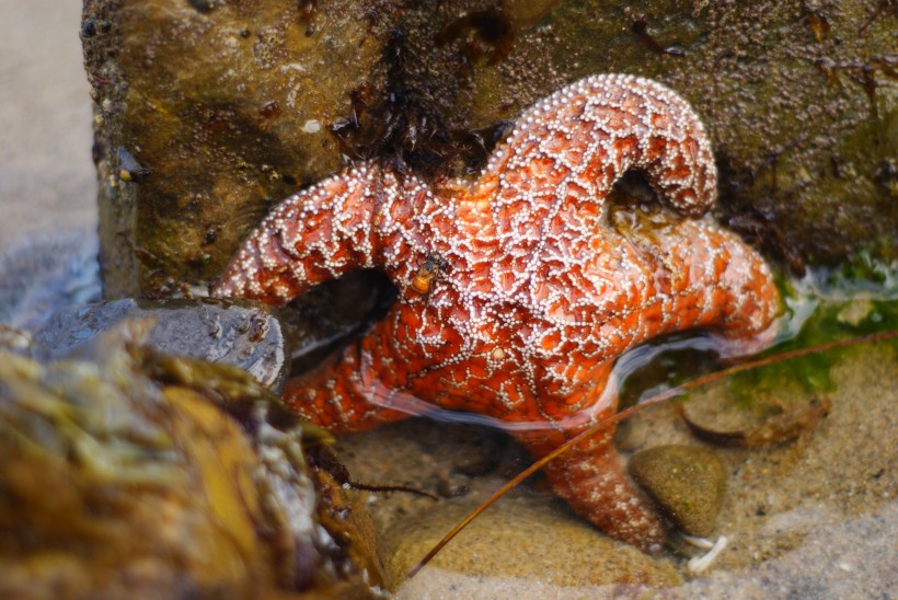 海星高清圖片