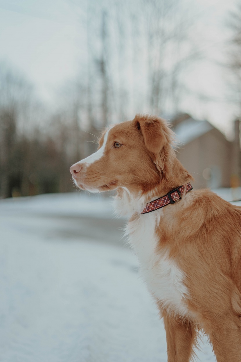 雪地里的狗狗圖片