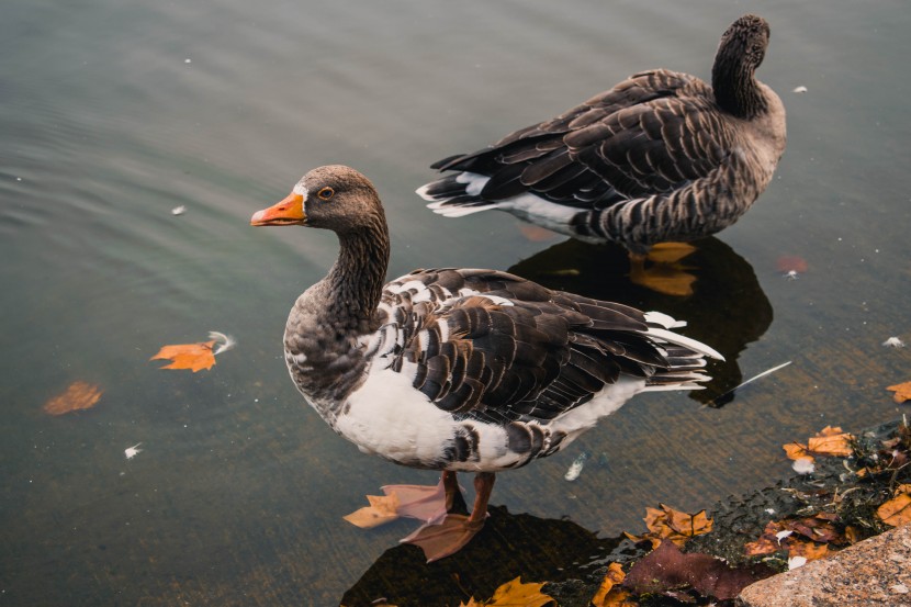 英國(guó)倫敦海德公園風(fēng)景圖片