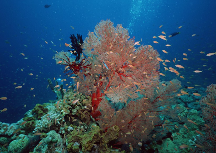 海底生物图片