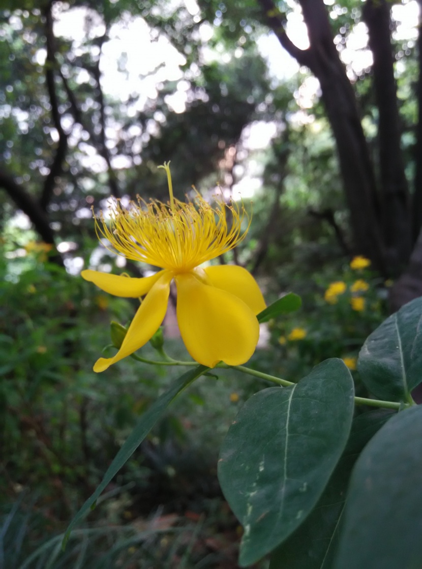 黄色的花朵图片