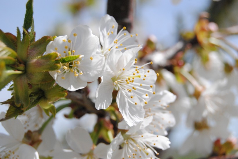 花團(tuán)錦簇的杏花圖片