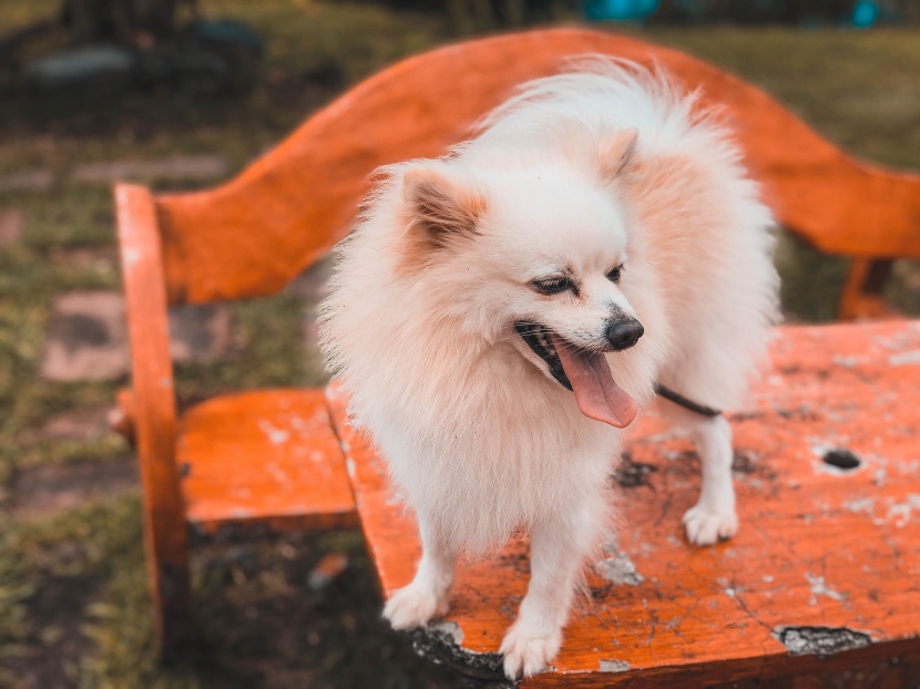 活泼好动的博美犬图片