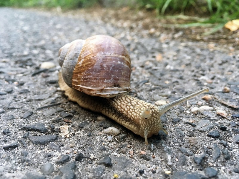 缓慢爬行的蜗牛图片