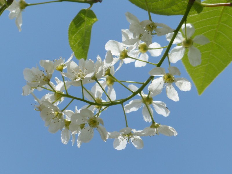 美麗的白色梅花圖片