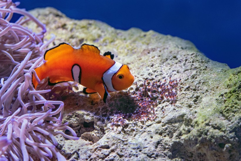 海洋中遨游的小丑魚圖片