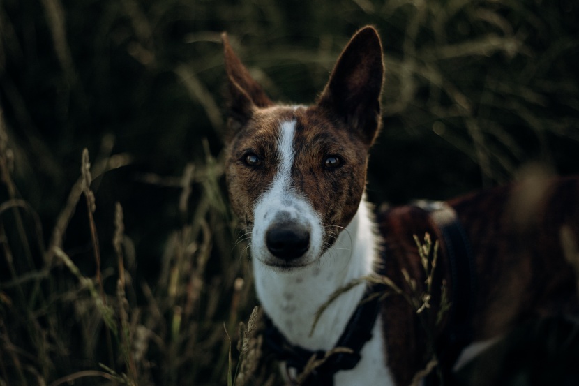 调皮友善的巴仙吉犬图片